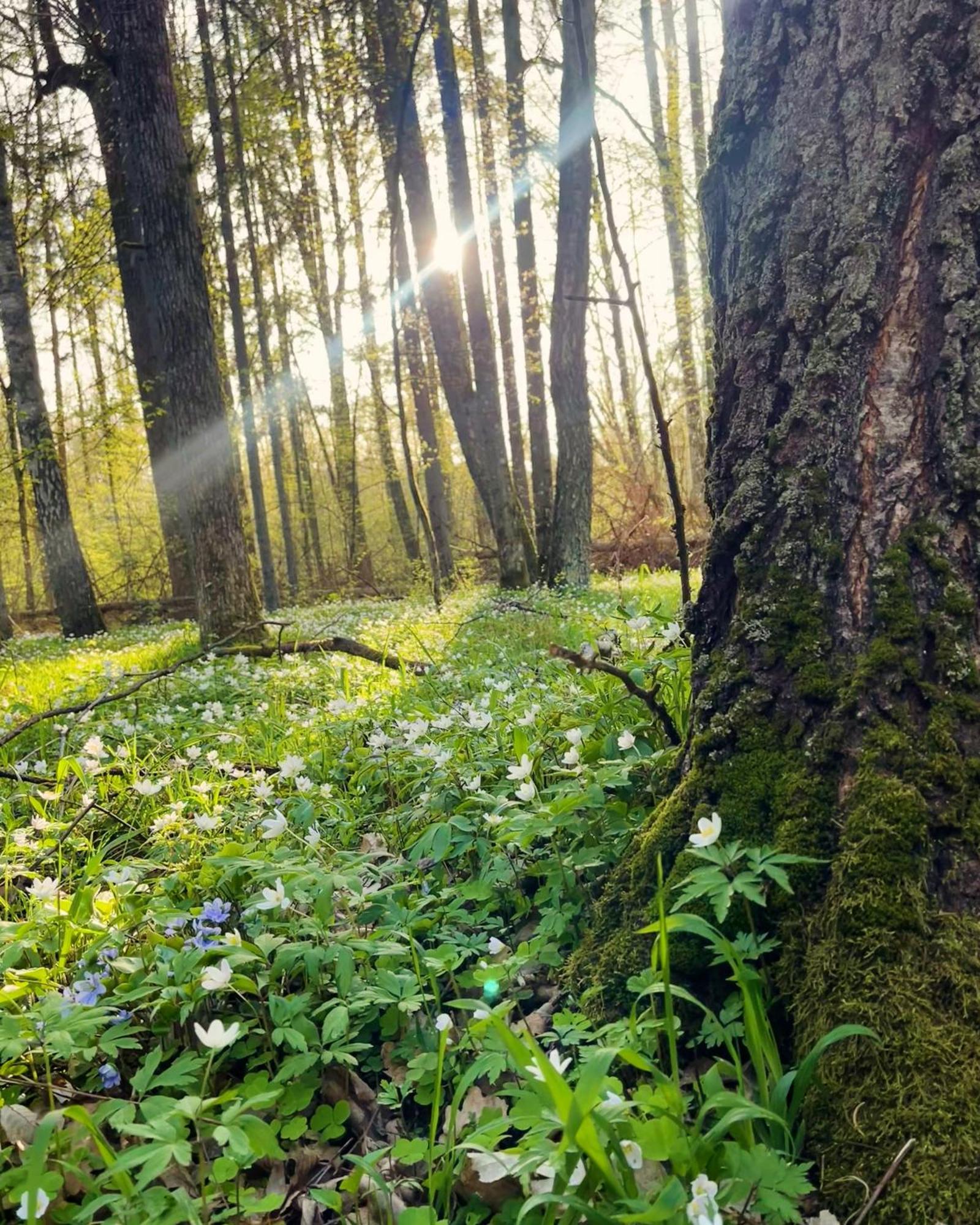 Apartment Magia Puszczy Z Widokiem Na Puszcze Bialowieska *