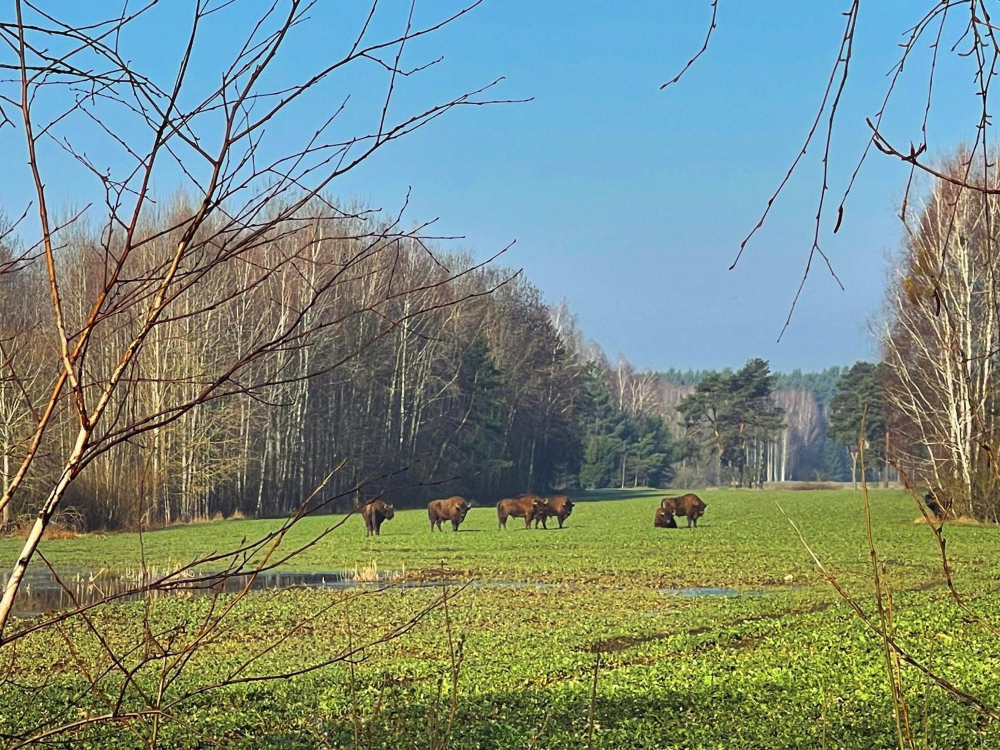 Magia Puszczy Z Widokiem Na Puszcze Bialowieska